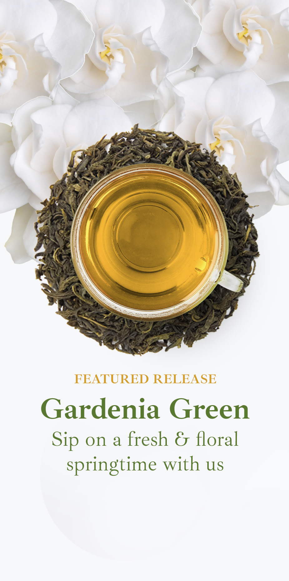 Gardenia flowers underlaid beneath a pile of loose green tea and a tea cup. Featuring Murchie's Gardenia Green tea.